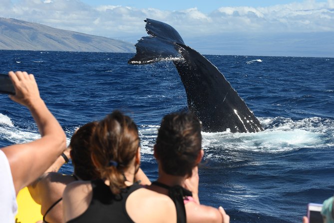 Maui: Ultimate Whale Watch from Lahaina - Who will enjoy this most