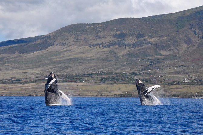Maui: Ultimate Whale Watch from Lahaina - Hearing whales through the hydrophone