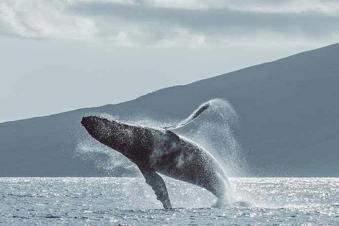 Maui: Whale Watching Cruise with Open Bar from Ka'anapali Beach - Why Ka’anapali is such a good place to watch whales