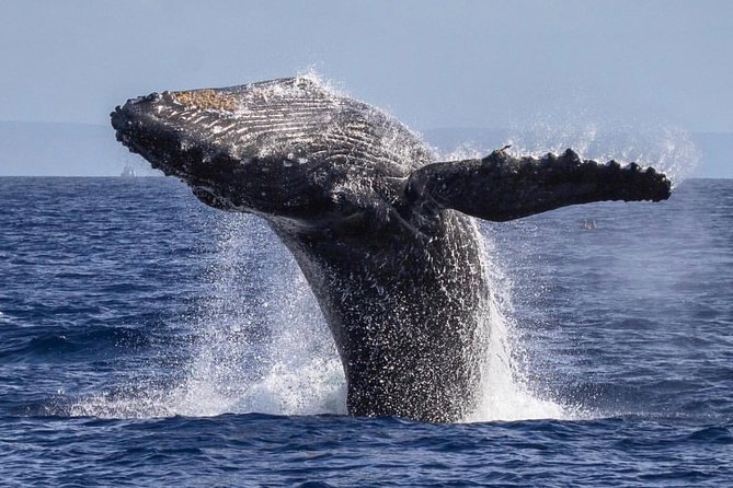 Maui: Whale Watching Cruise with Open Bar from Ka'anapali Beach - Breaches, calves, and the luck factor
