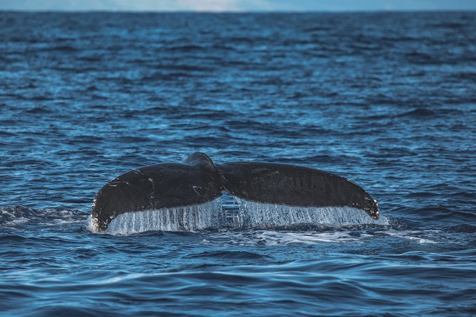 Maui: Whale Watching Cruise with Open Bar from Ka'anapali Beach - Crew service and the small details that matter