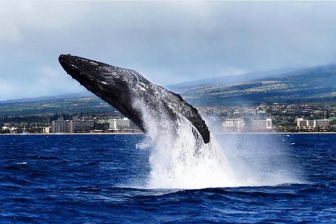 Maui: Whale Watching Cruise with Open Bar from Ka'anapali Beach - Boarding a 42-person catamaran