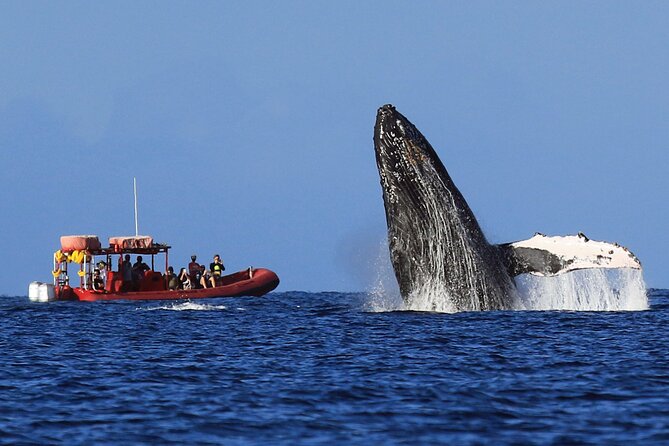 Maui Whale-Watching Tour by Raft from Kihei - Why the small raft format works, and where it does not