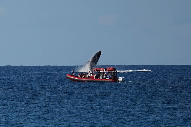 Maui Whale-Watching Tour by Raft from Kihei - Shade, drinks, and the realities of an open boat