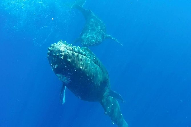 Maui Whale-Watching Tour by Raft from Kihei - Who should book this Kihei whale watch