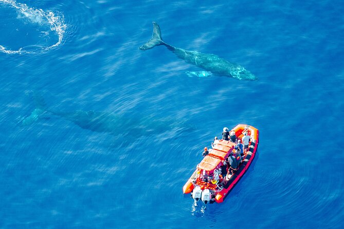 Maui Whale-Watching Tour by Raft from Kihei - What the 90-minute route feels like