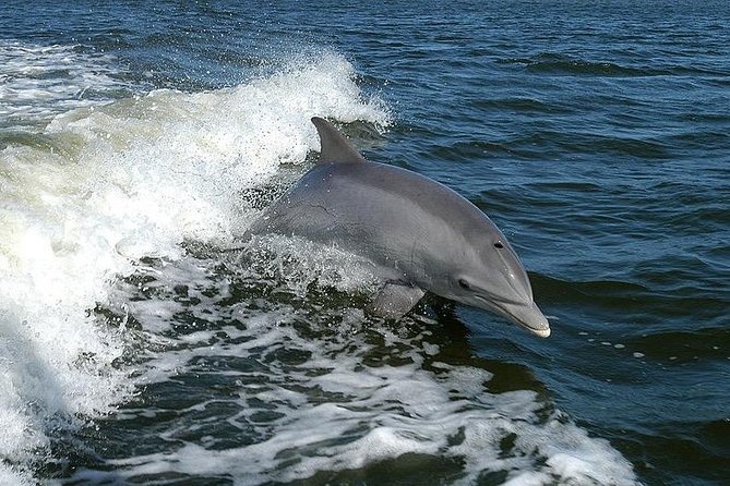 Mega Bite Dolphin Tour Boat in Clearwater Beach - Why the wake matters to the dolphins