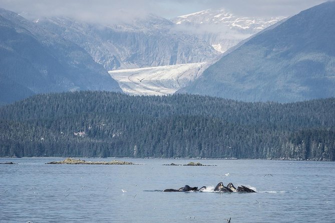 Mendenhall Glacier Visitor Center and Ultimate Whale Watch Combo - Why this combo works well in Juneau