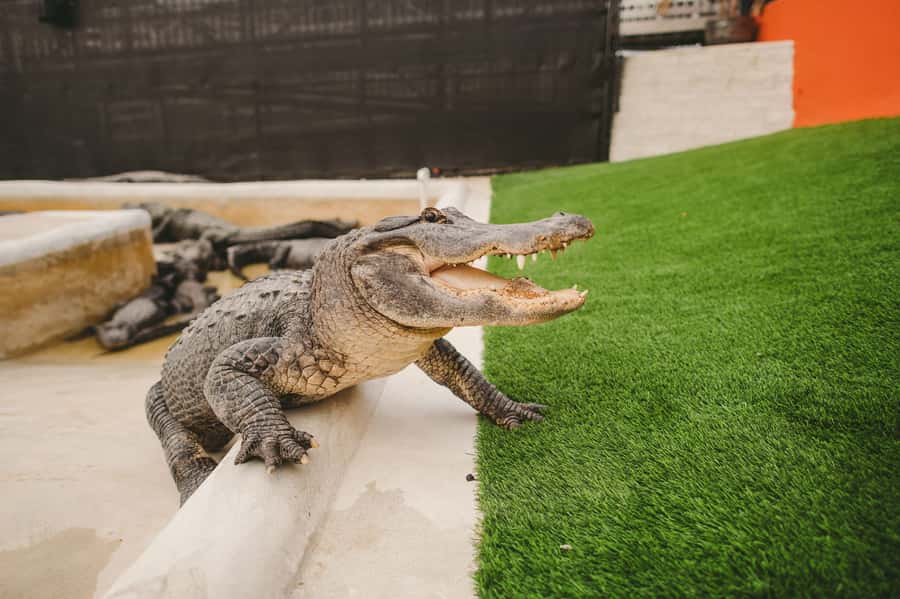 Miami: Everglades Experience, Bay Cruise & Open-Top Bus Tour - Three sides of Miami in one ticket