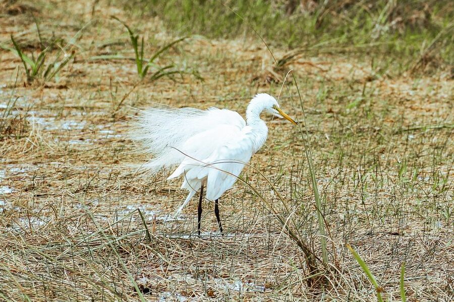 Miami: Everglades National Park Airboat Tour & Wildlife Show - The 30-minute alligator and wildlife show