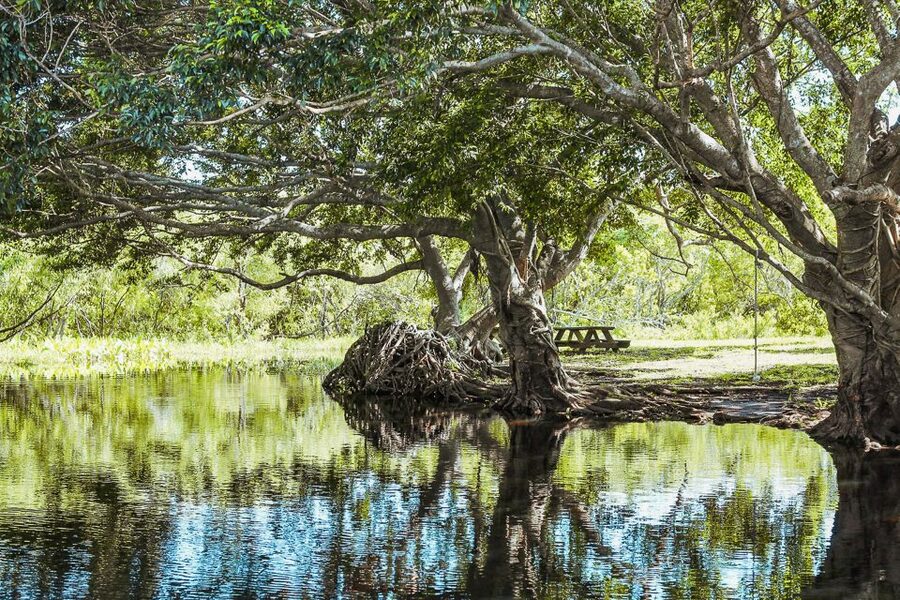 Miami: Everglades National Park Airboat Tour & Wildlife Show - Photos, Jaws, and the extras at Gator Park