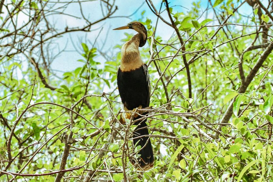 Miami: Everglades National Park Airboat Tour & Wildlife Show - The best time and the practical details