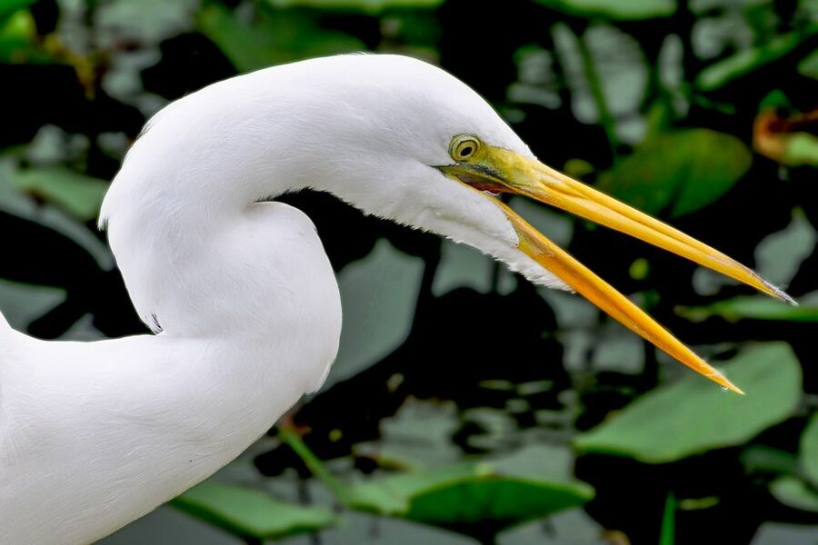 Miami: Everglades Safari Park Airboat Tour - Leaving Miami for the River of Grass