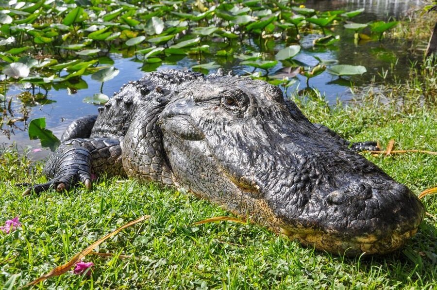 Miami: Everglades Safari Park Airboat Tour - Alligators, birds, and the luck of the day