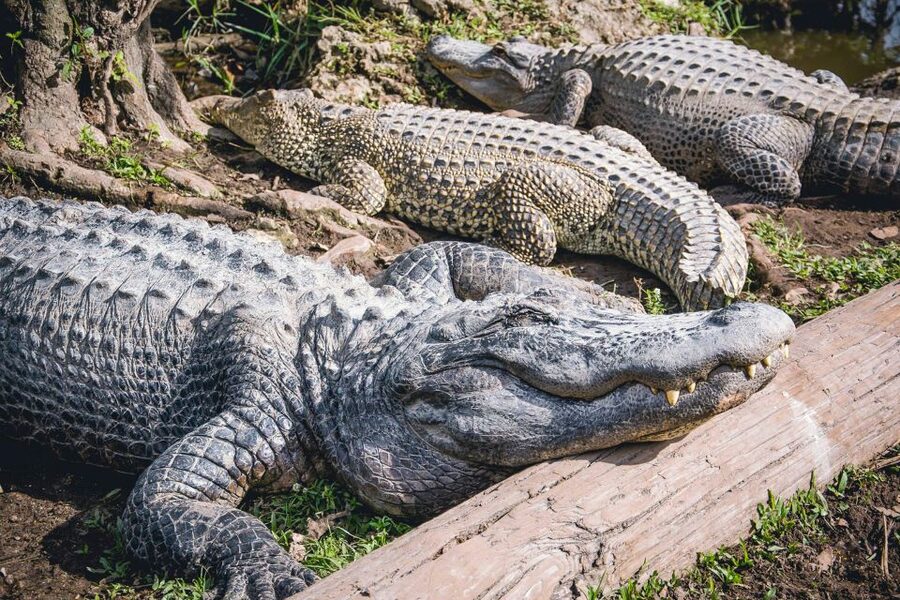 Miami: Everglades Safari Park Airboat Tour - The Wildlife Nature Show after the boat