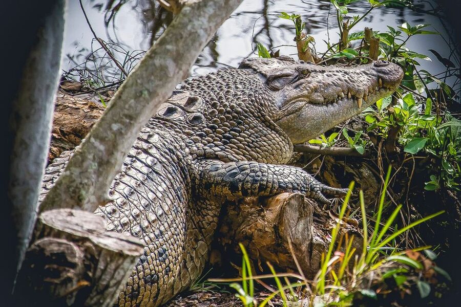 Miami: Everglades Safari Park Airboat Tour - Price, time, and what your $41 covers