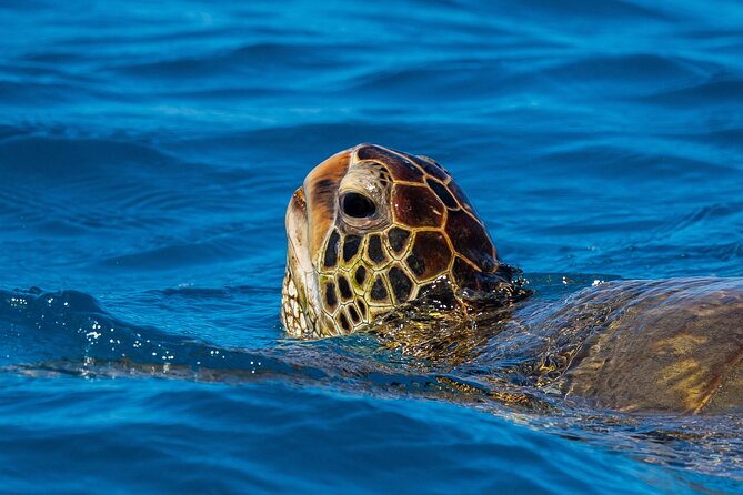 Moana’s Waikīkī Grand Guided Turtle Snorkel & Sailing Adventure - Getting comfortable in the water