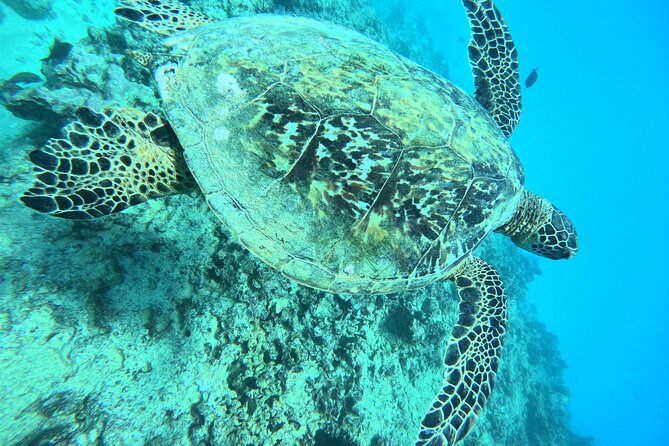 Moana’s Waikīkī Grand Guided Turtle Snorkel & Sailing Adventure - What you may see below the surface