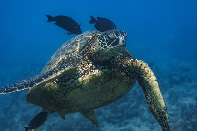 Moana’s Waikīkī Grand Guided Turtle Snorkel & Sailing Adventure - Arriving at Turtle Canyon