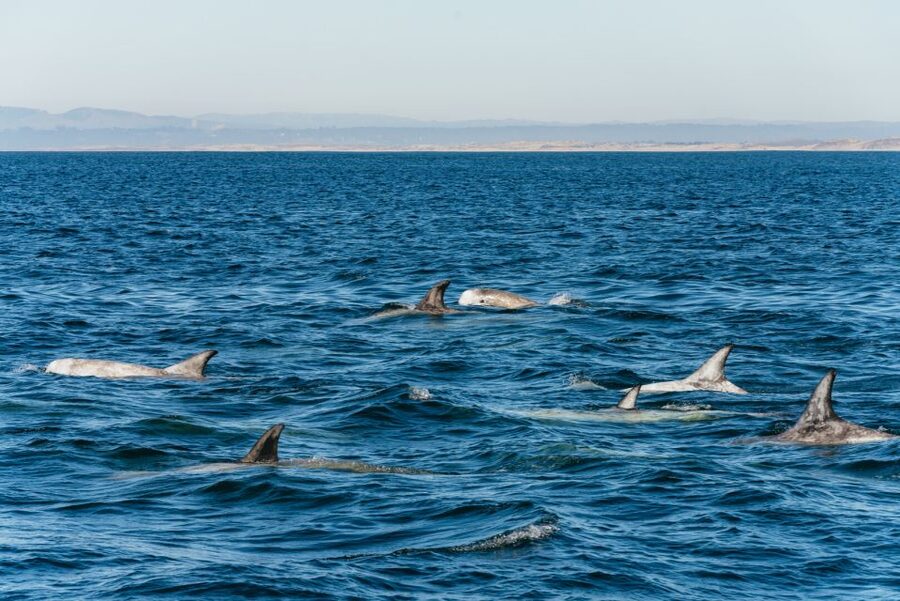 Monterey Bay: Whale Watching Tour - How long the trip really takes
