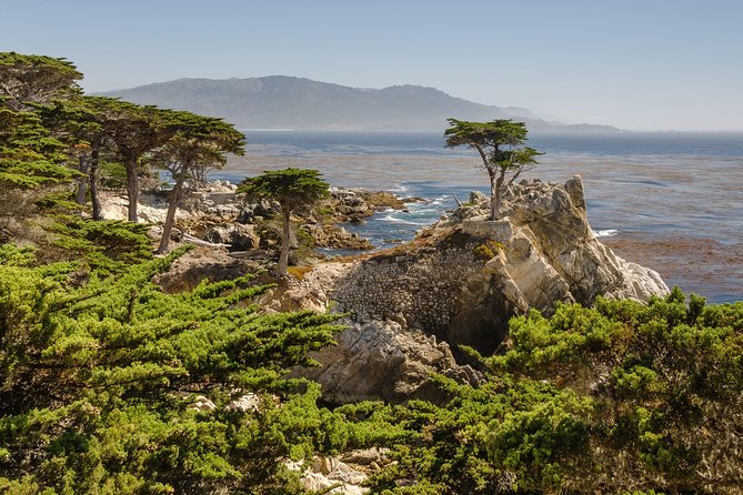 Monterey, Carmel and 17-Mile Drive: Full Day Tour from SF - Bird Rock and the sea lions