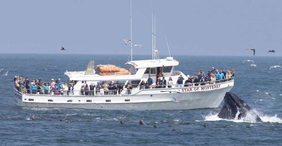 Monterey: Monterey Bay Dolphin and Whale Watching Boat Tour - Key points before you book