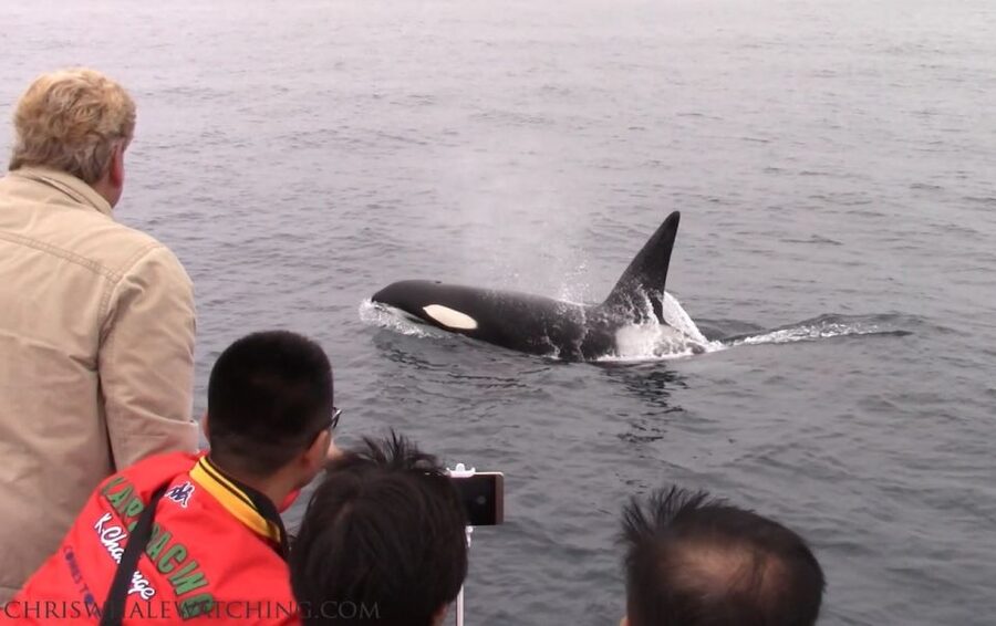 Monterey: Monterey Bay Dolphin and Whale Watching Boat Tour - How much value do you get for $62?