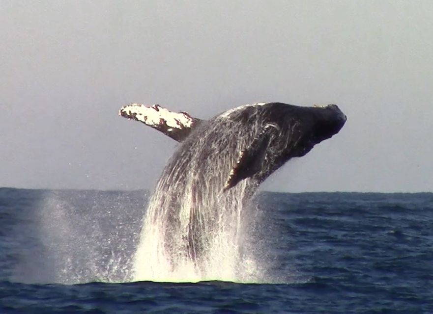 Monterey: Monterey Bay Dolphin and Whale Watching Boat Tour - Making the most of your outing