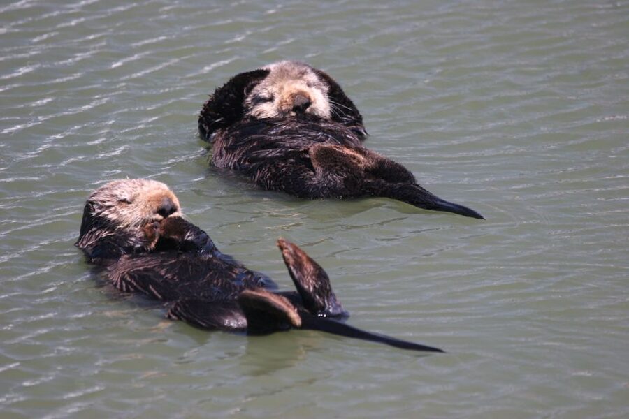 Monterey: Monterey Bay Dolphin and Whale Watching Boat Tour - The first wildlife along the harbor
