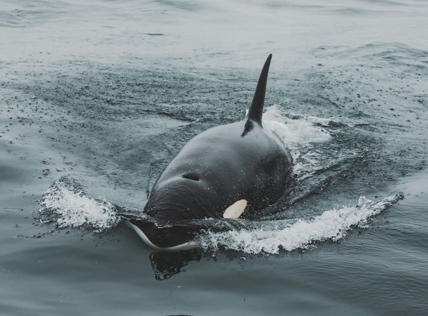 Monterey: Sunset Whale Watching Cruise with A Guide - Key points to know before booking