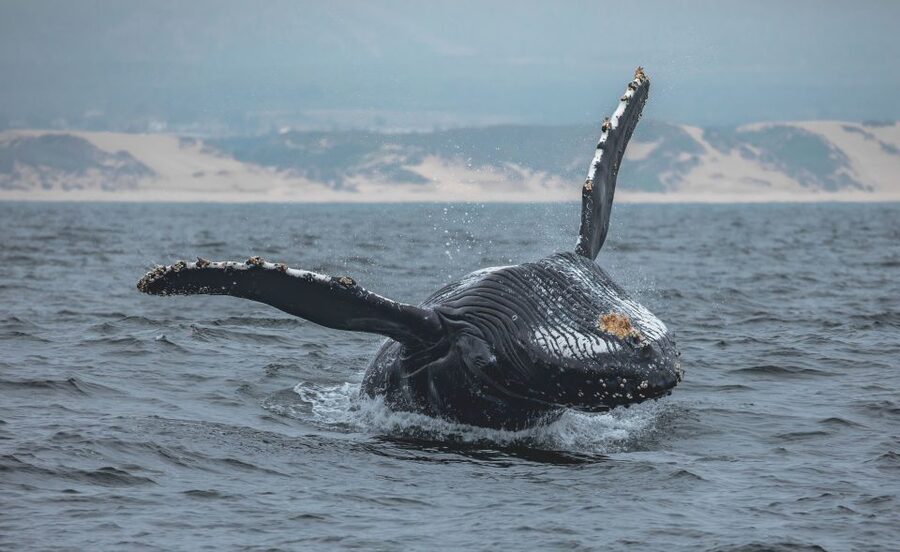 Monterey: Sunset Whale Watching Cruise with A Guide - Humpback whales and the chance of a big show
