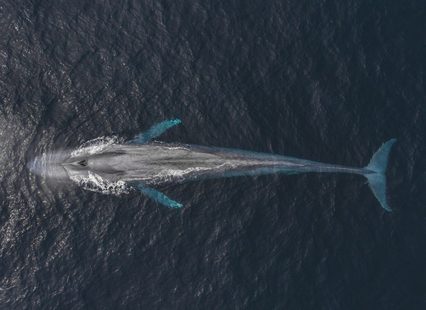 Monterey: Sunset Whale Watching Cruise with A Guide - What the guides add to the cruise