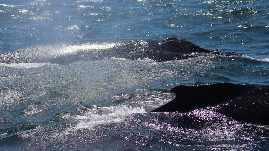 Monterey: Sunset Whale Watching Cruise with A Guide - Small boat advantages, and the tradeoff