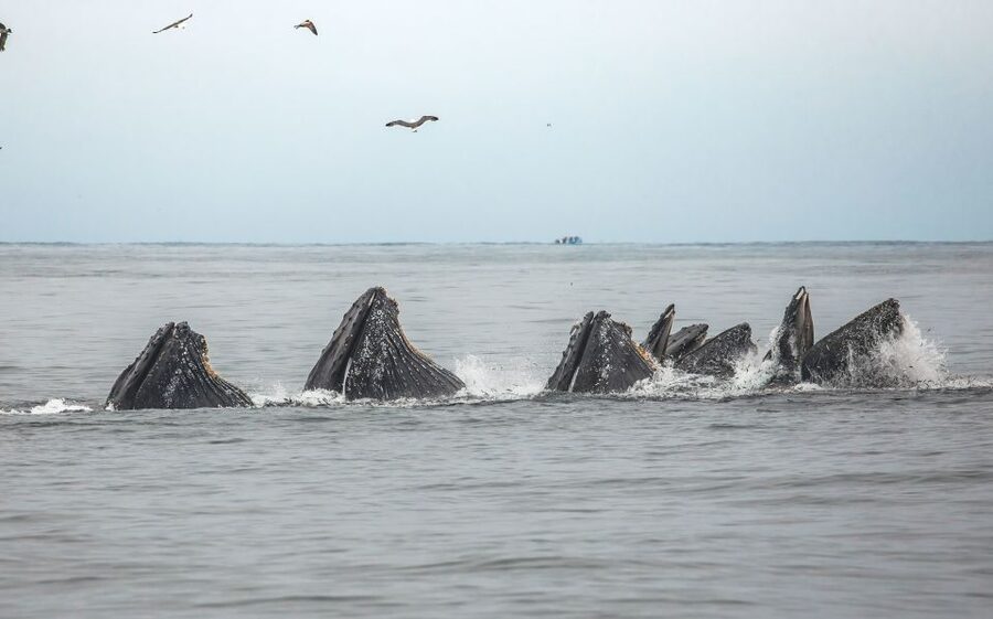 Monterey: Sunset Whale Watching Cruise with A Guide - Who will enjoy this most