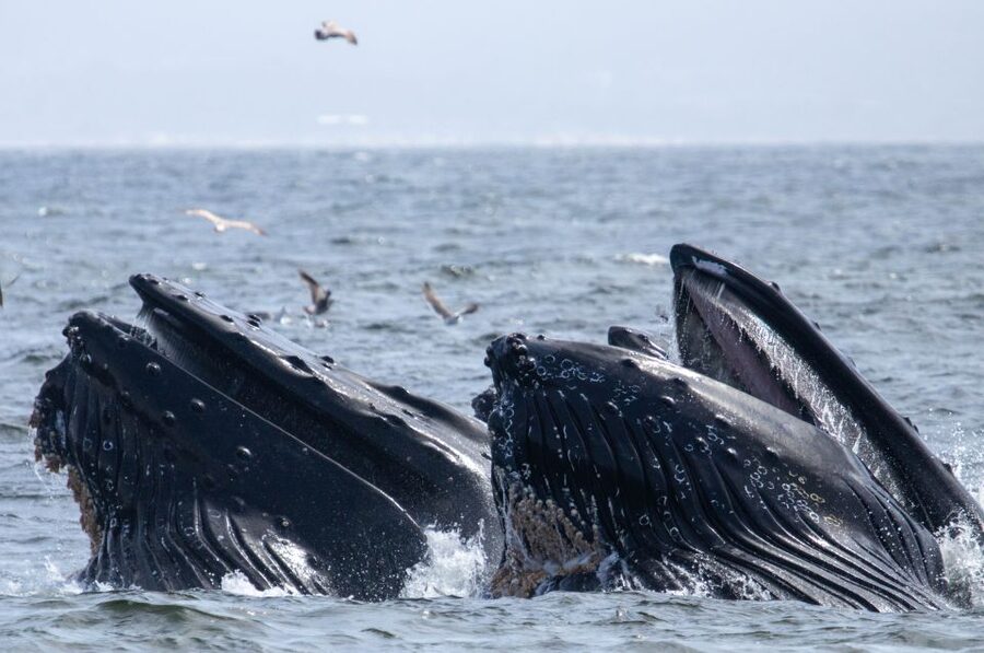 Monterey: Sunset Whale Watching Cruise with A Guide - Practical preparation for a better evening