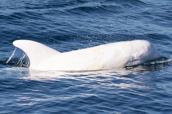 Monterey Whale Watching Tour - Humpbacks, gray whales, dolphins, and surprise sightings