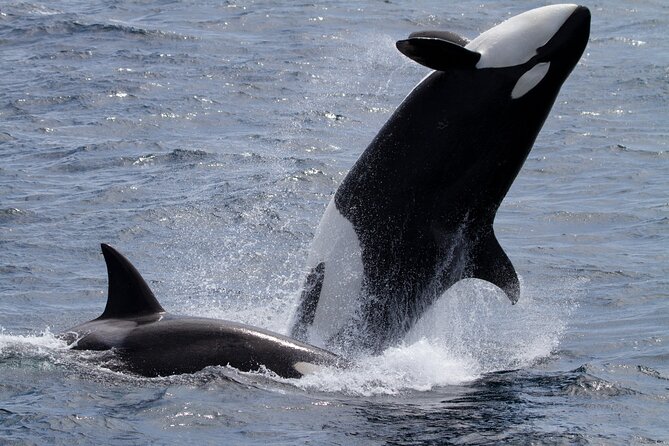 Monterey Whale Watching Tour - VIP upper deck: worth the extra $20?