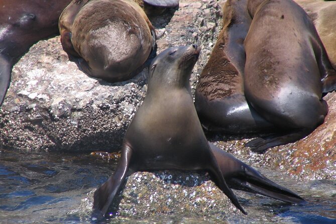 Monterey Whale Watching Tour - Is $70 a fair price?