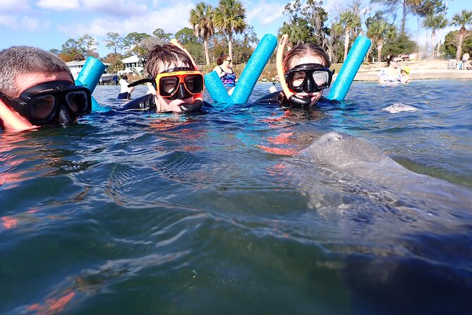 Most Popular 3hr Manatee Swim Tour + In-Water Guide! - Finding manatees in the river