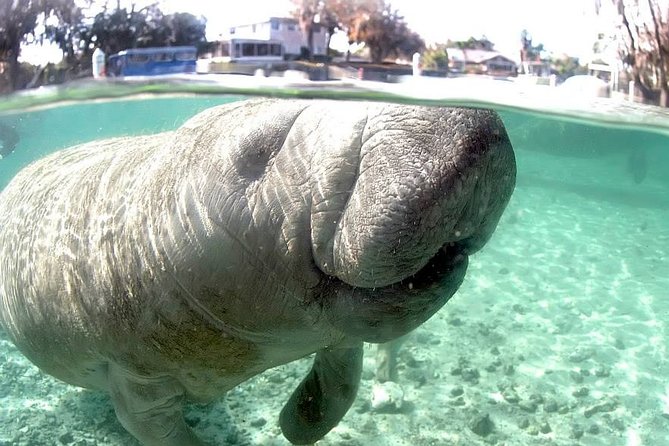 Most Popular 3hr Manatee Swim Tour + In-Water Guide! - Underwater photos and what they are worth
