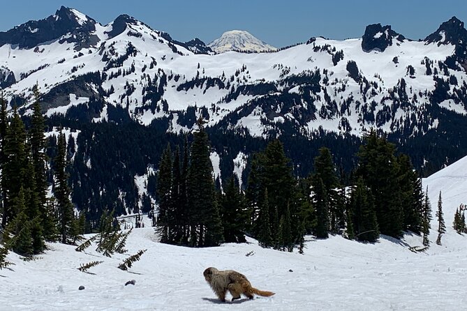 Mt. Rainier highlights - old forest, falls and glaciers - Why this Mt. Rainier day trip works well
