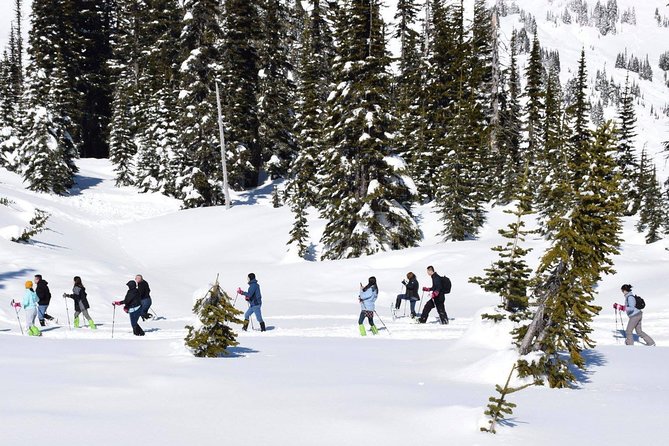 Mt. Rainier National Park Highlights Tour - Why a Seattle day trip to Mt. Rainier makes sense