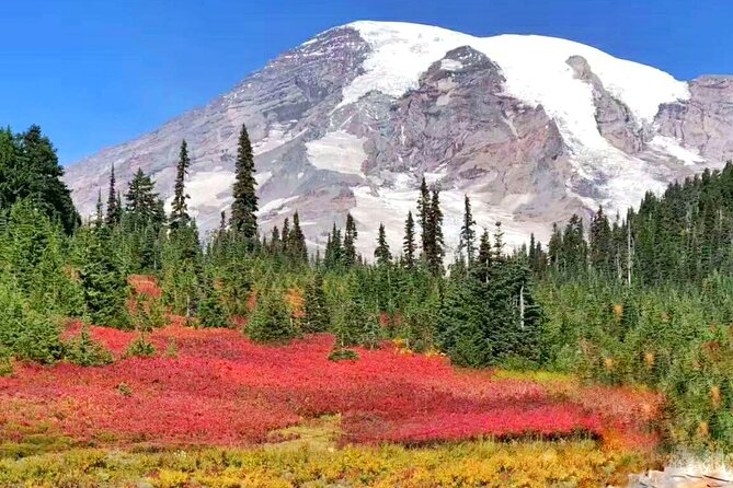 Mt Rainier National Park Small Group Day Tour from Seattle 2CanGo - Paradise is the day’s main event