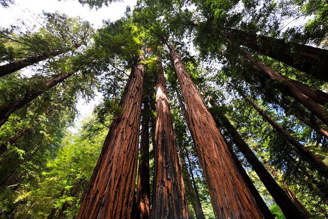Muir Woods and Sausalito Morning Tour Small-Group Half Day - Why Muir Woods makes this half-day worthwhile