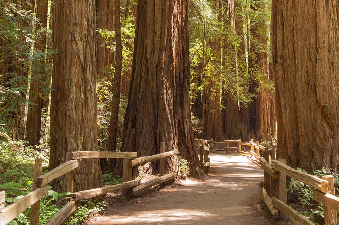 Muir Woods and Sausalito Small-Group Tour - Why this half-day trip works so well