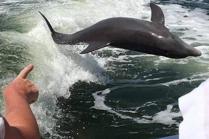 Myrtle Beach Dolphin Cruise - A dolphin trip that begins with speed