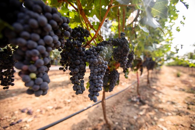 Napa and Sonoma Wine Country Full-Day Tour from San Francisco - Sonoma Plaza is your midday pause