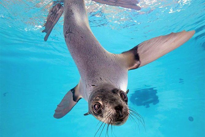 New England Aquarium Admission Ticket in Boston - Penguins, seals, and sea lions bring the noise and movement