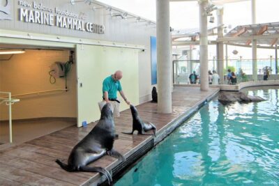 New England Aquarium Admission Ticket in Boston