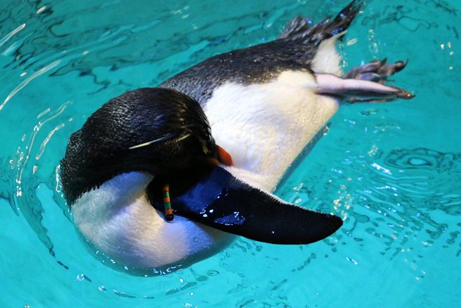 New England Aquarium Admission Ticket in Boston - Sea turtles, sea dragons, and smaller creatures